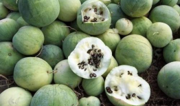 今日全球吃瓜最新消息是什么,今日最新热点事件大盘点