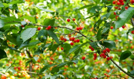 樱桃视频,带你领略短视频的魅力与精彩